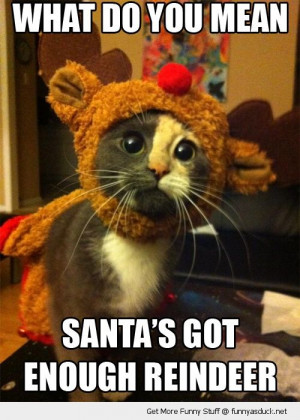 disappointed cat kitten lolcat animal rudolph costume what mean santa ...