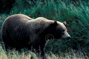 BEARS BRITISH BRITISH COLUMBIA COLUMBIA CORDILLERA GRIZZLY BEAR