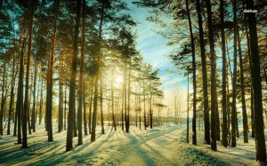 Sunny day in the snowy forest wallpaper
