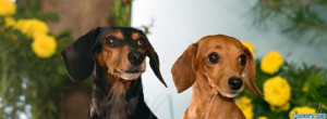 dachshund-dogs-facebook-cover-timeline-banner-for-fb.jpg
