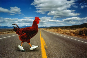 ... chicken did not cross the road. The road passed beneath the chicken
