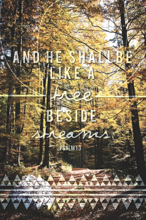 stillness quote + stream + forest