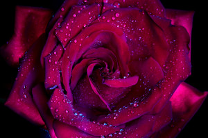 Beautiful D Red Rose Flower Wallpaper Natural Wallpaper Resolution