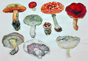 Alice in Wonderland Mushrooms - Joelleli