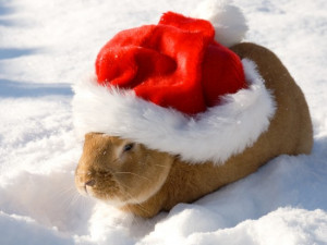 Animals Christmas Funny Animals Santa Hat Pics and Pictures