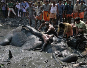 Village's sad farewell to elephant named after Hindu deity after six ...