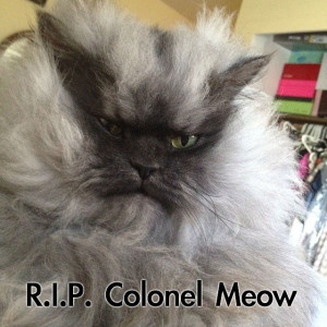 ... internet celebrity half cloud half cat Colonel Meow has passed away