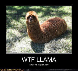 Llama - funny-animals Photo