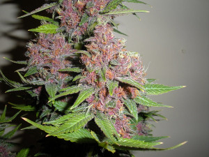 marijuana_purple_bud_photo-1.jpg