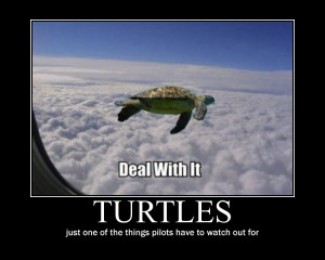 Inspirational Quotes About Turtles