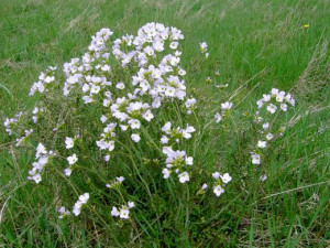 Grassland Plants Names