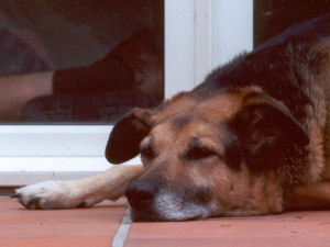 What do dogs dream about? Taj-dog probably dreams about slow rabbits.