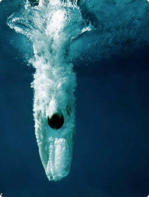Красивые подводные фотографии (40 фото ...