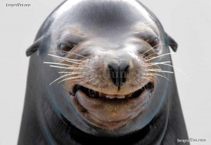 Funny animal pictures > Funny seal and walrus