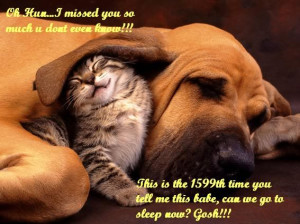 sleeping kittens sleeping puppies if impetuous puppy threatens cute ...