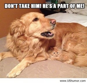 Funny dog and cat photo US Humor - Funny pictures, Quotes, Pics, Ph...