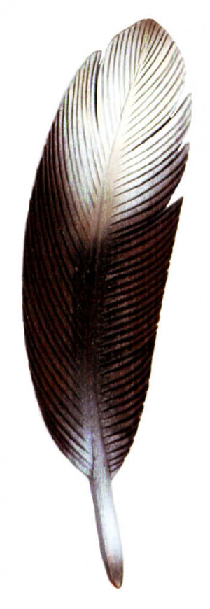 Eagle Feather Picture