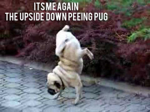 Funny Pug Pictures (10) | Vitamin-Ha