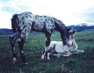 Pros And Cons Appaloosa Horse