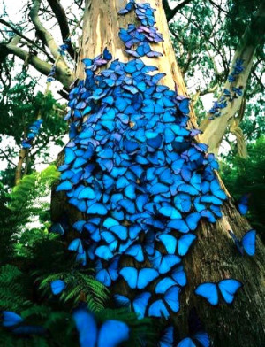 blue butterflies on tree Blue Morpho Butterfly blue butterflies