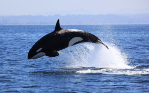 vancouver aquarium killer whale killer whale training killer whale ...