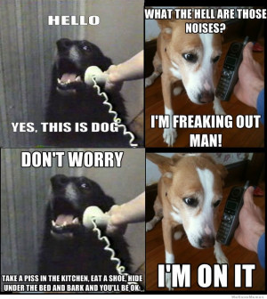 dogs-on-the-4th-of-july