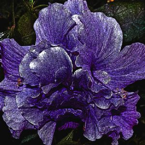 ... experimental purple hibiscus rare fragrant and with the undertones