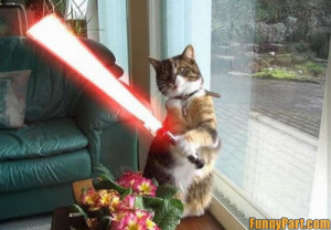star wars funny cats