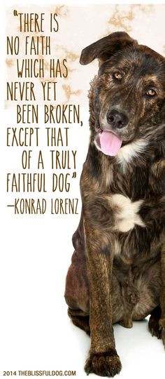 ... dog –Konrad Lorenz For more The Blissful Dog of the Day Quotes visit