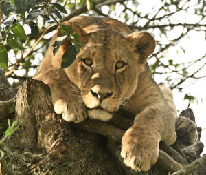 Dark Lioness Too dark. lioness in tree