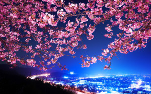 ... blossom Highway City night trees flowers blossoms wallpaper background