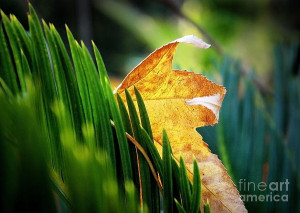 Back > Gallery For > Leaves Of Grass