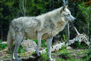 ... Wild Animal Pack The Wolves Quotes White Timber Lone Wolf Canis #30
