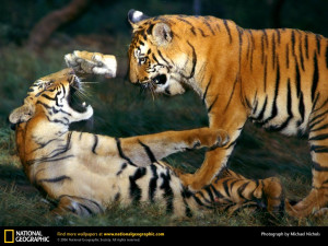 bengal tiger cubs playing wallpaper 1024x768 pixel 152 kb jpg