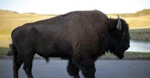 ... injuries after she was gored by a bison in Yellowstone National Park
