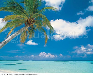 your search ocean palm tree palm trees tropic tropical tropical island
