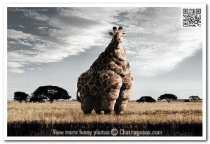 Fat giraffe – Funny Animals
