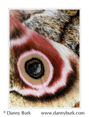 Picture Gynanisa maja pink brown butterfly wing abstract