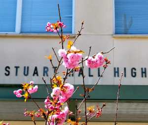 These could be wildflowers growing on or near your school or somewhere ...