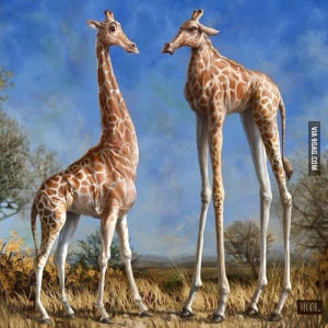 Funny Short tall giraffe safari Africa image