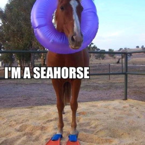 Horse humor love it