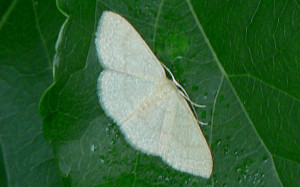 Leopard Moth Meg