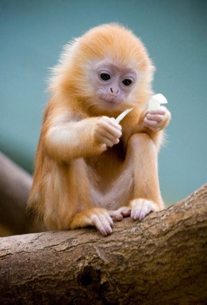 baby silver langur baby silver langur monkeys are born orange in color ...
