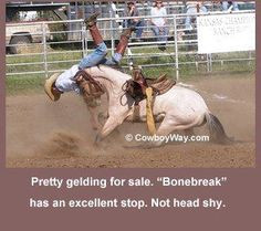... show pony pleasure barrel racing pole bending saddle bronc gymkhana