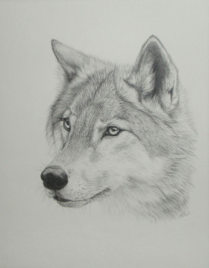 Wolf Drawing. by PaNdAz333
