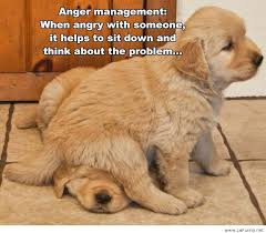 Anger management puppies