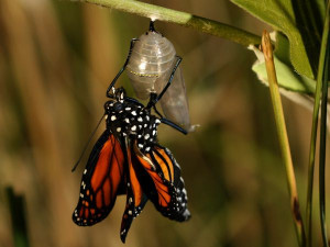 Migration Photos: Butterfly Life Cycle