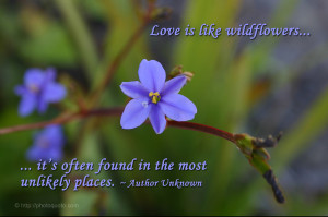 Wildflower Quotes And Sayings. QuotesGram