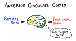 Maybe physical pain and emotional pain aren’t as different as we ...