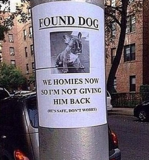 funny-lost-dog-homies